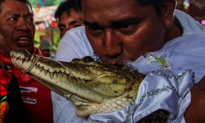 زواج رئيس بلدية من أنثى تمساح