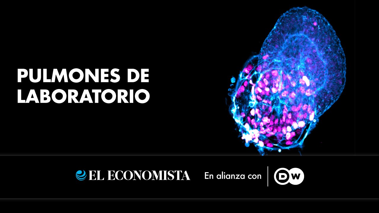 Pulmones de laboratorio