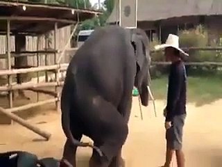 Elephant Dance In Gangnam Style Song