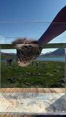 The Incredible Hydrophobic Qualities of Icelandic Eiderdown