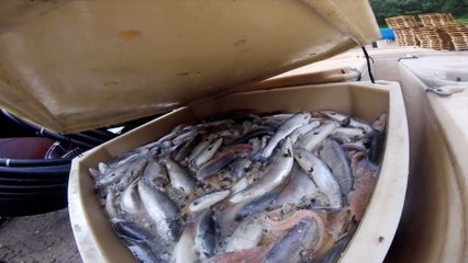 Fish farm on Loch Broom high salmon deaths