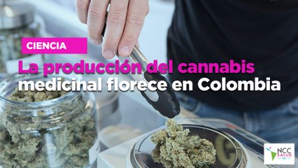 La producción del cannabis medicinal florece en Colombia