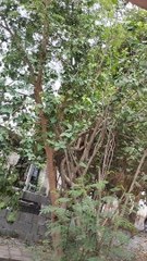 El PRIMER ALBUM GRUPO ROCLOX BAICON HAIR TOCINO