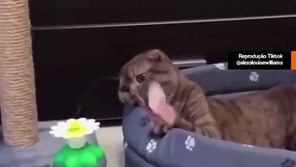 Vidéo hilarante : rien ne peut divertir un chat extrêmement ennuyé