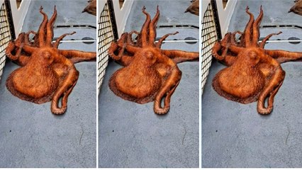 Pulpo fue atrapado y liberado en un viaje de pesca