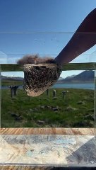 The Incredible Hydrophobic Qualities of Icelandic Eiderdown