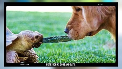 Turtle Were Crushed And Eaten By Honey Badger