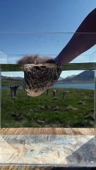 The Incredible Hydrophobic Qualities of Icelandic Eiderdown