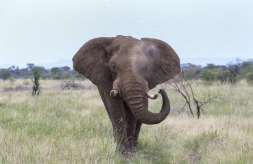 Scary encounter with elephant in South Africa
