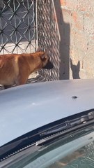 Dog Stares Down His Own Shadow