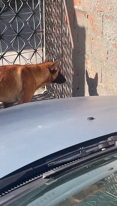 Dog Stares Down His Own Shadow