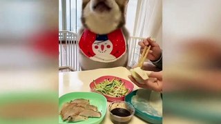 Funny animals - Funny cats _ dogs - Funny animal videos 286(1080P_60FPS)