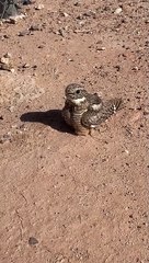 Les poussins de l'engoulevent moindre courent vers leur mère