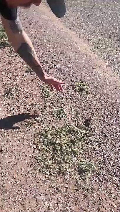 Essayer d'attraper un lézard à cornes