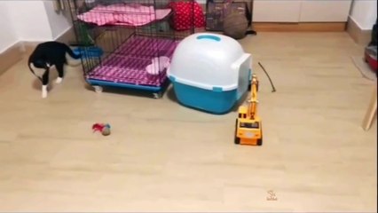 Baby Cats - Cute and Funny Cat Videos Compilation _25 _ Aww Animals(1080P_HD)