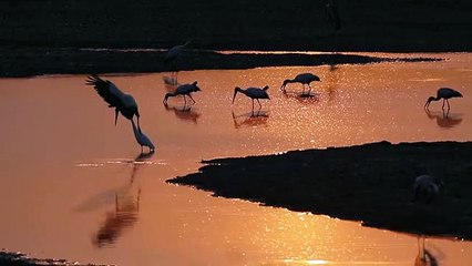 golden glow Luangwa