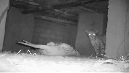 Leopard Kill at the lodge, Track & Trail River Camp, South Luangwa