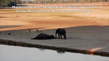 Zambia Elephant poaching