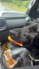 Doggo souriant aime ses biscuits