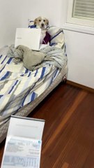 Lazy Doggo dit de commencer à payer les factures