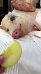 Sleeping Pet Pig Awakened With Apple Slice