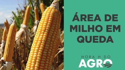 Área de Milho Deve Registrar Primeira Redução em 5 Anos, Aponta Safras & Mercado 🌽