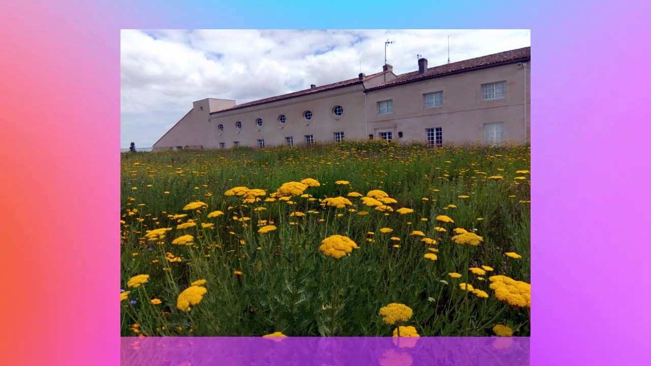 Voyage enchanteur à Château Mouton |les plus beaux Château du vin | le rêve d'un amateur de vin devenu réalité ! |Tour of Château Mouton in Bordeaux France|Bezaubernde Reise ins Château Mouton: Der Traum eines Weinliebhabers wird wahr!
