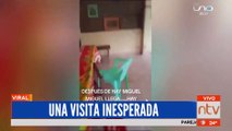 Viral: Vaca irrumpe en una casa y se come la comida de la olla