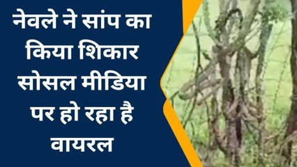 राजसमन्द: सांप और नेवला के बीच हुई लड़ाई, देखिए विडियो