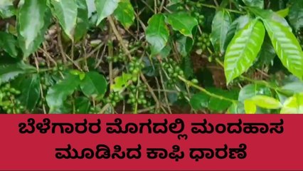 ಕೊಡಗು: ಇಂದಿನ ಕಾಫಿ ಧಾರಣೆ ಹೇಗಿದೆ ಗೊತ್ತಾ..?