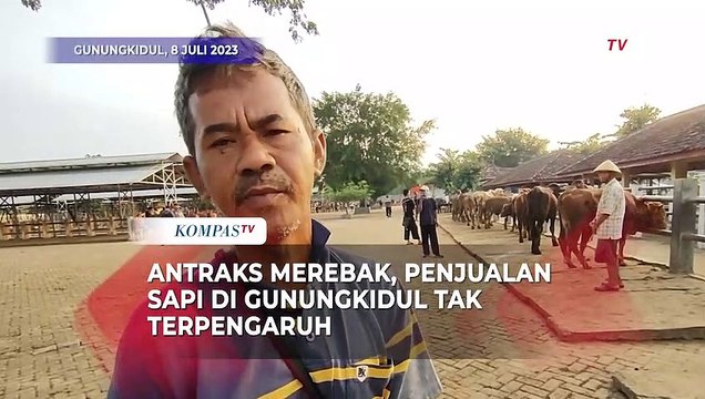 Antraks Merebak, Jual-Beli Sapi di Gunungkidul Tetap Menggeliat