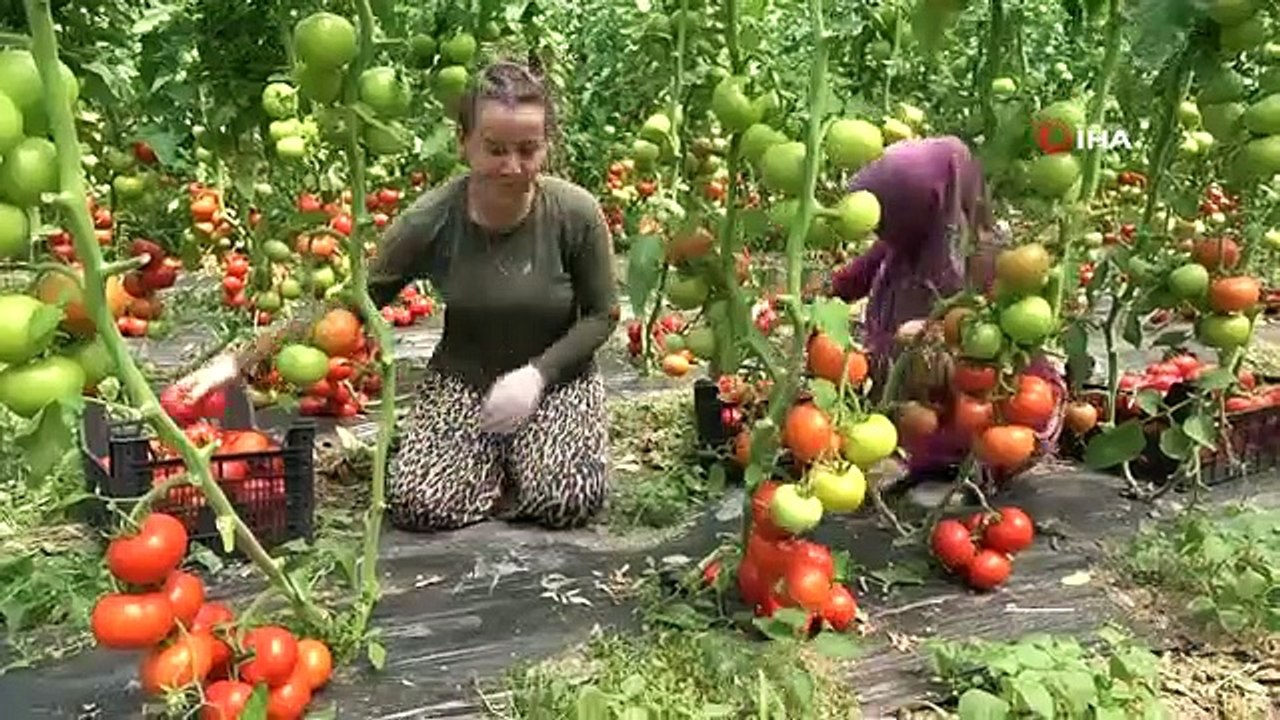 La récolte de tomates a commencé à Amasya