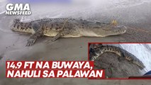 14.9 ft na buwaya, nahuli sa Palawan | GMA News Feed