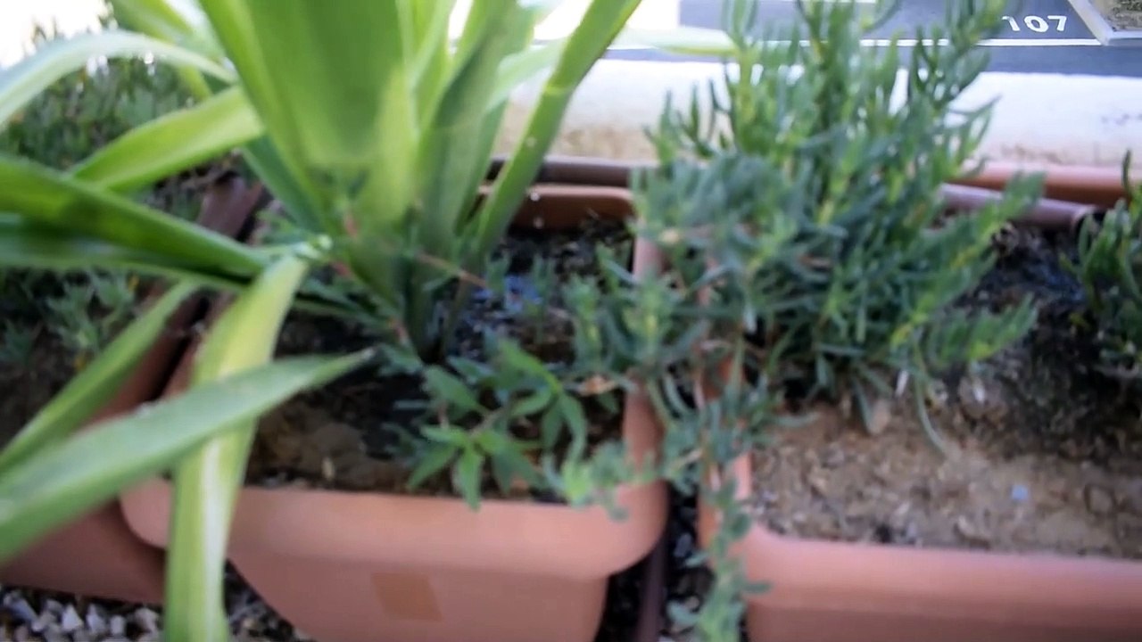 REPRODUCIR PLANTA SUCULENTA MESEM MEDIANTE ESQUEJES