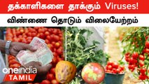 Tomatoes Price Hike-ன் காரணமான Viruses! ToLCV, CMV,ToMV பற்றி Explanation