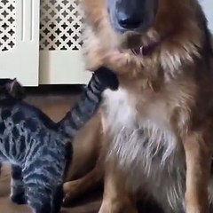 German Shepherd Meets Tabby Kitten