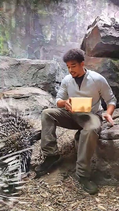 Feeding Two African Crested Porcupines