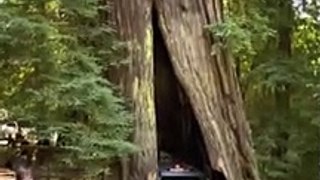 Car Scrapes Through Redwood Trunk