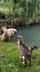 Bobi Almost Catches Fish