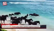 Endonezya'da emekli yarış atları sahilde özgürce koşuyor