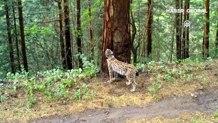 Vaşak 'Ulu' Türkiye'de bir yılda 2 bin 200 kilometre yol yaptı: İşte o görüntüler