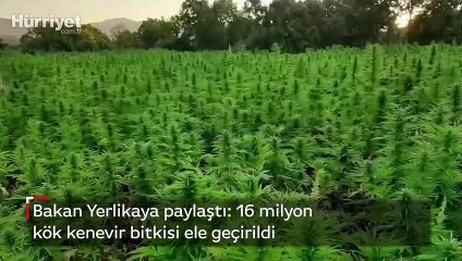 Bakan Yerlikaya paylaştı: 16 milyon kök kenevir bitkisi ele geçirildi