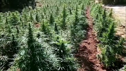 16 milyon kök kenevir bitkisi ele geçirildi