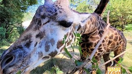 World's Oldest Giraffe Dies In Texas