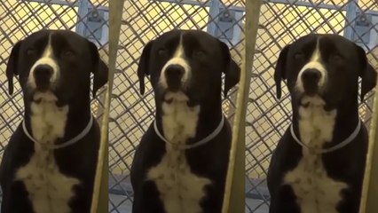 Un final feliz para Benny: de un refugio a un cálido hogar