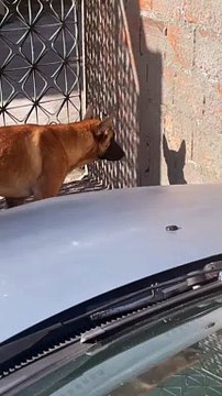 Dog Stares Down His Own Shadow