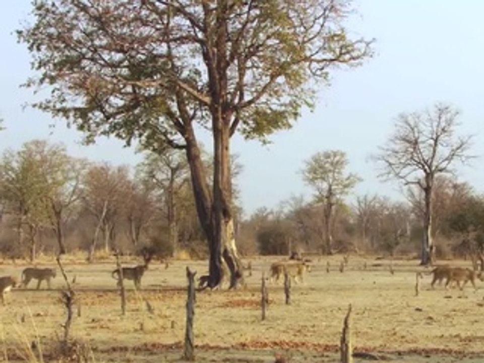 Cheetahs Aren't FASTER Than Lion's Brutal Kill of Cubs