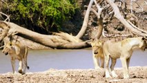 Crocodile Strikes And Kills a Lion in Front of His Brother !!