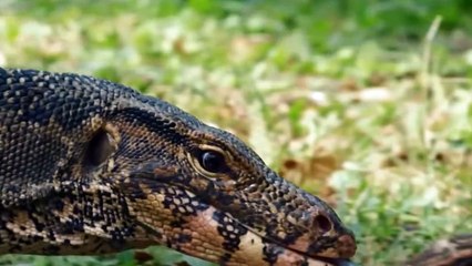 Crocodile’s Eggs are Delicious Meal For Lizards