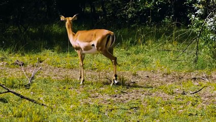The Hyena Ruthlessly Steals an Impala From The Python
